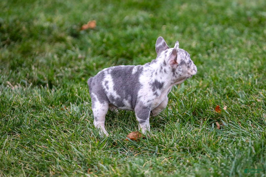 French Bulldog dogs for sale: Fifi - Ad 7