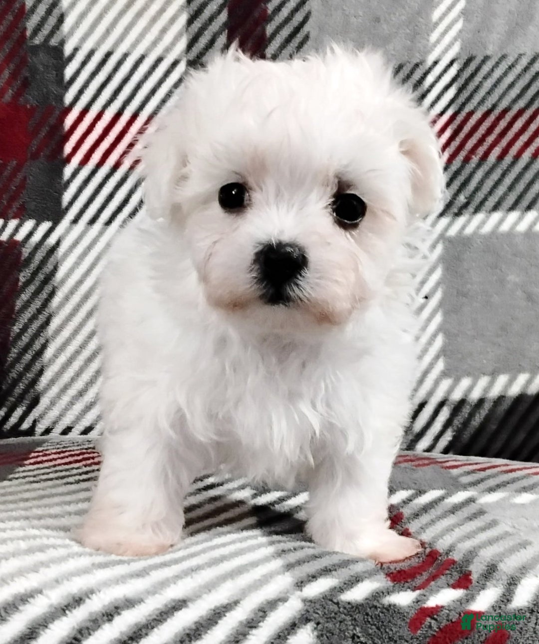 Maltese dogs for sale: Milo - Ad 4