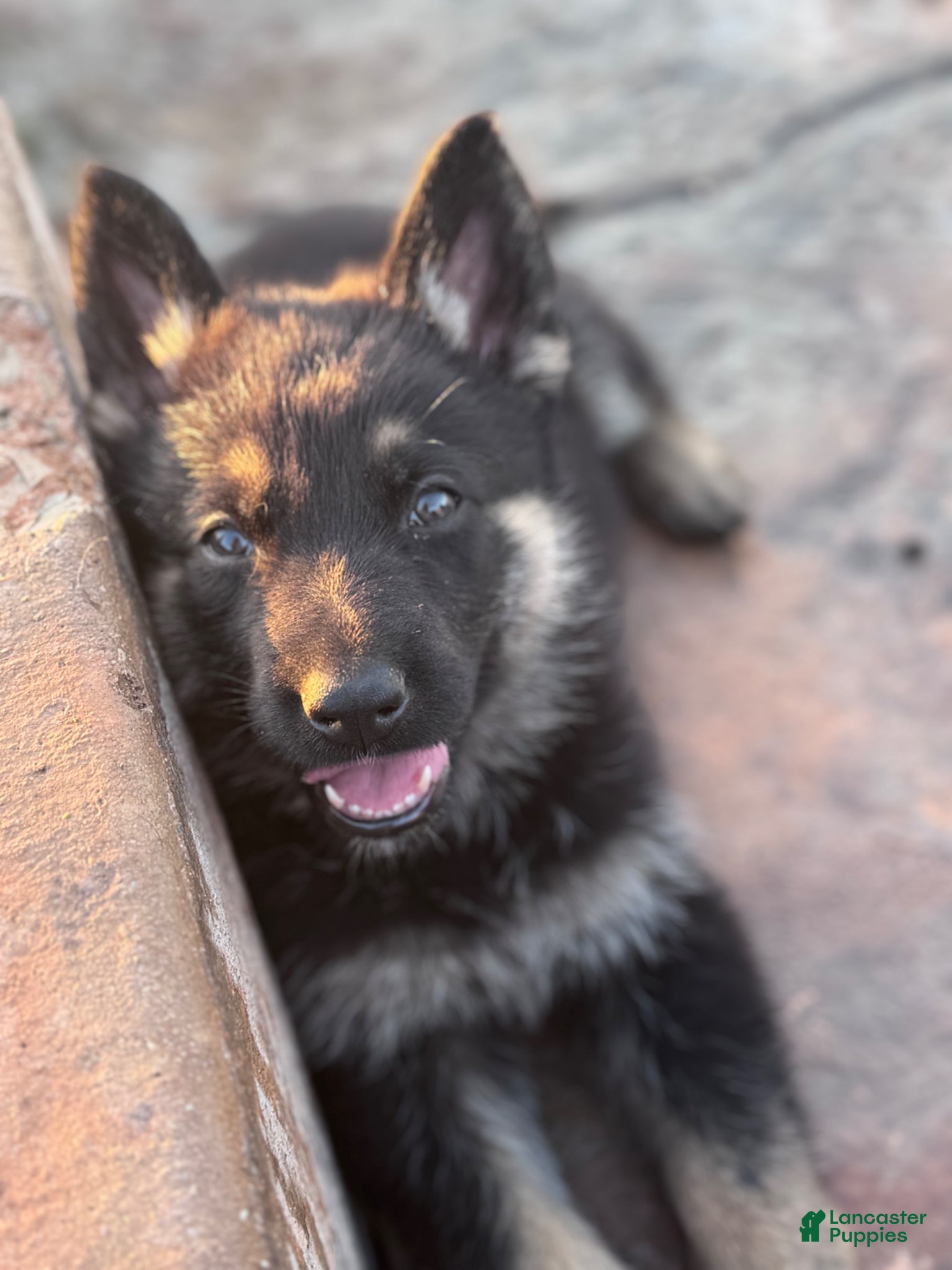 German Shepherd dogs  Puppy 8 - Ad 1