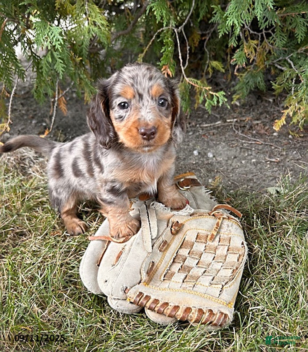 Merle Long Haired Dachshund With Blue Eyes 8+ Hundred Dog