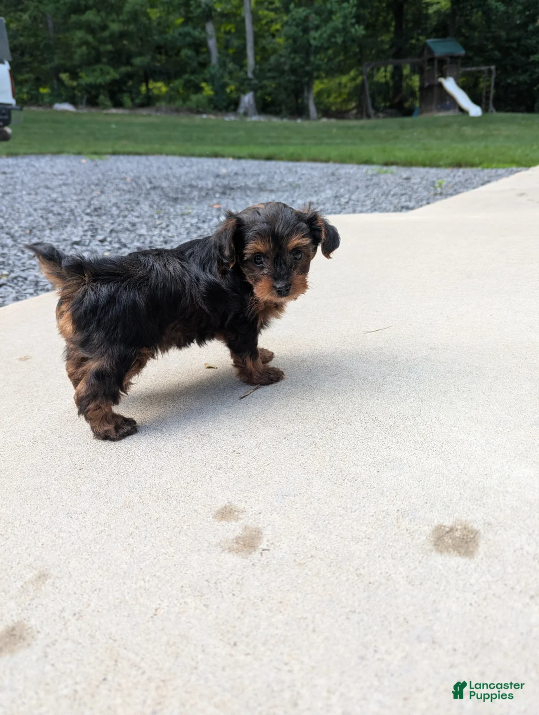 Yorkiepoo dogs for sale: Juniper - Ad 7