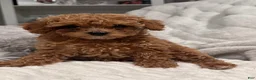 Toy Poodle dogs for sale: Tiny Feona- POTTY TRAINED_ AKC Genetically tested Parents - Ad 9
