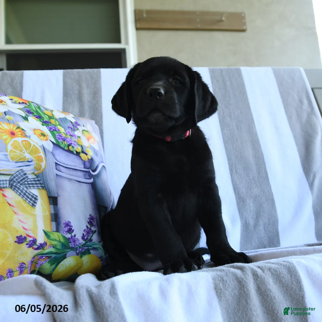 Labrador Retriever dogs for sale: Bubbles - Ad 1