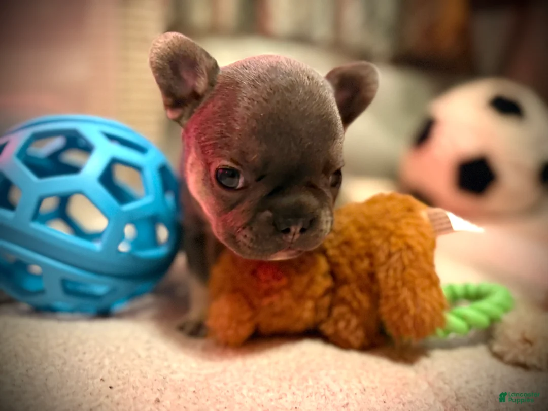 Frenchton dogs for sale: Oakley - Ad 1
