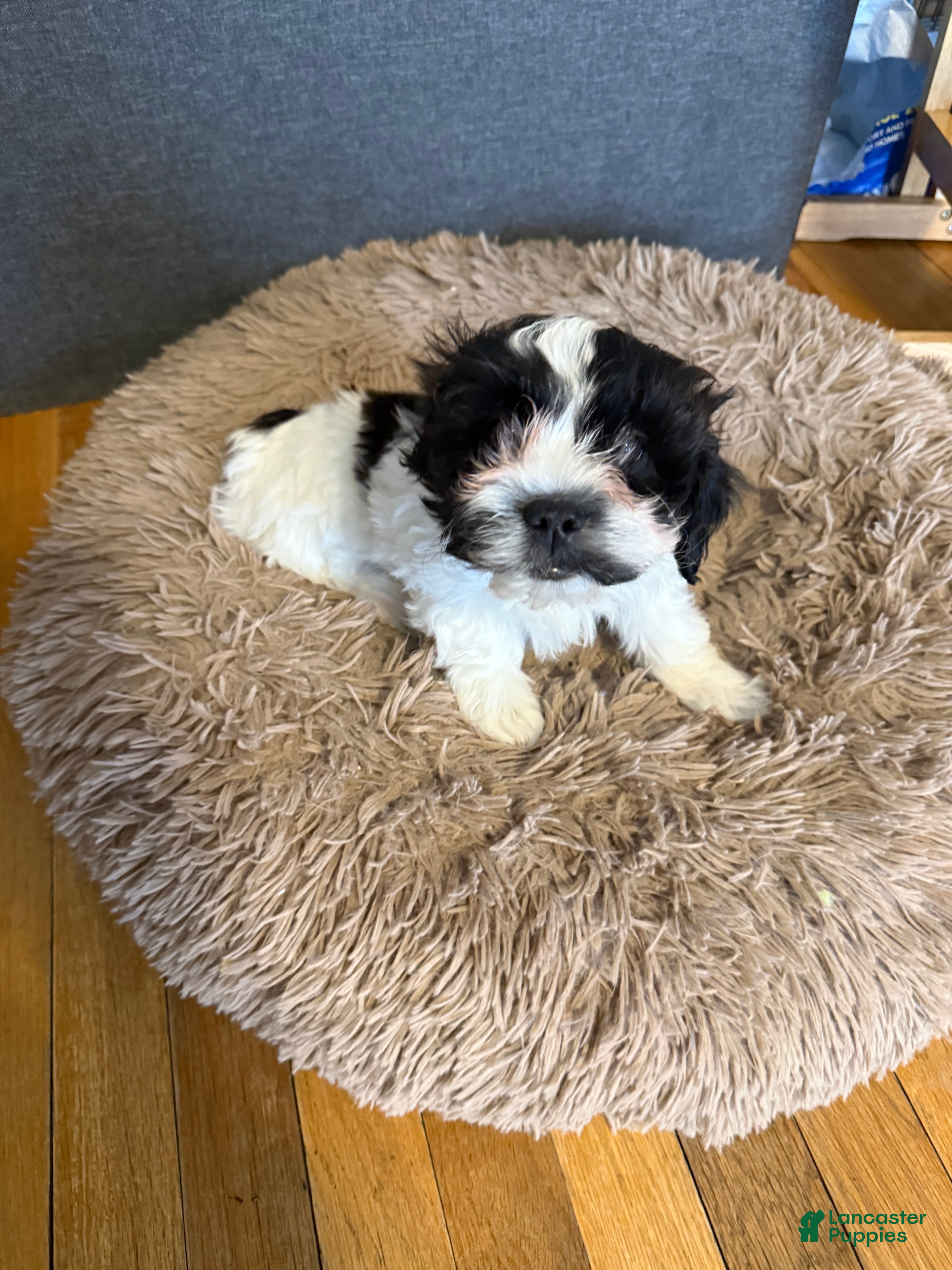Shihpoo dogs for sale: Shihpoo Puppy 1 - Ad 3