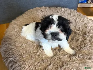 Shihpoo dogs Shihpoo Puppy 1 - Ad 39