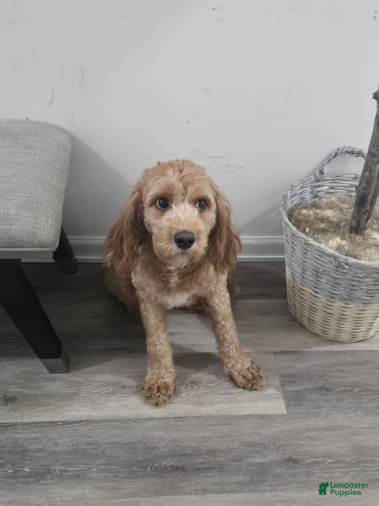 Double Doodle dogs Double Doodle 1 - Max - Ad 2