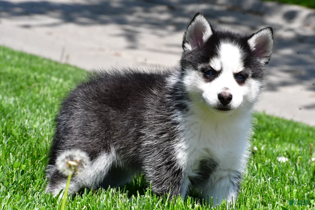 Pomsky dogs for sale: Ozzy - Ad 1