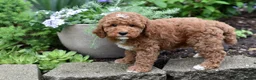 Miniature Poodle dogs for sale: Buster - Ad 7