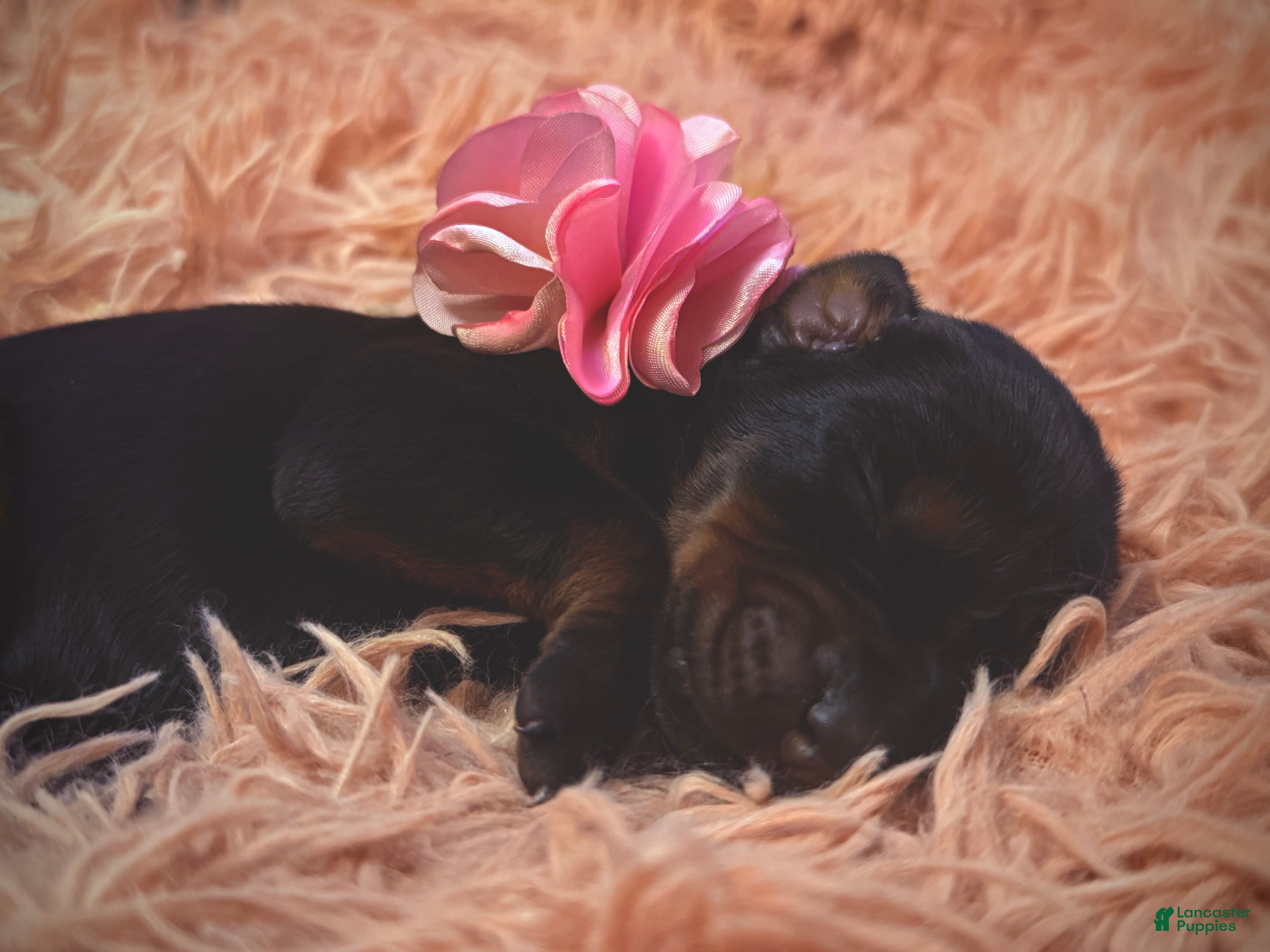 Doberman Pinscher dogs European Doberman Female (Pink Collar) - Ad 2