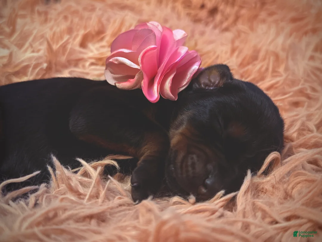 Doberman Pinscher dogs for sale: European Doberman Female (Pink Collar) - Ad 2