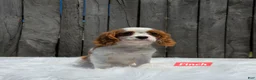 Cavalier King Charles Spaniel dogs for sale: Finch - Ad 4