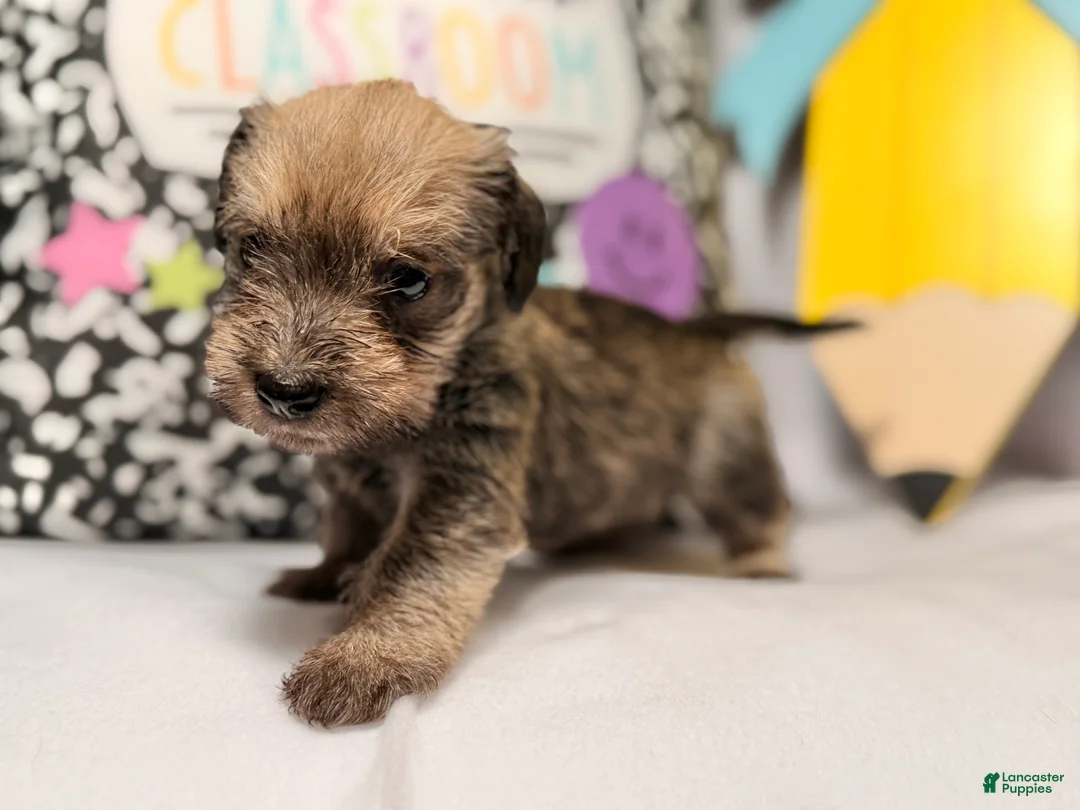 Mixed Breed dogs for sale: Sheriff  - Ad 1