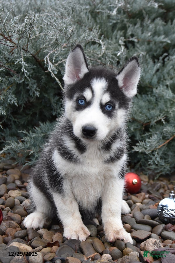 Siberian Husky dogs Flintstone - Ad 10