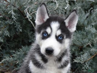 Siberian Husky dogs Flintstone - Ad 42