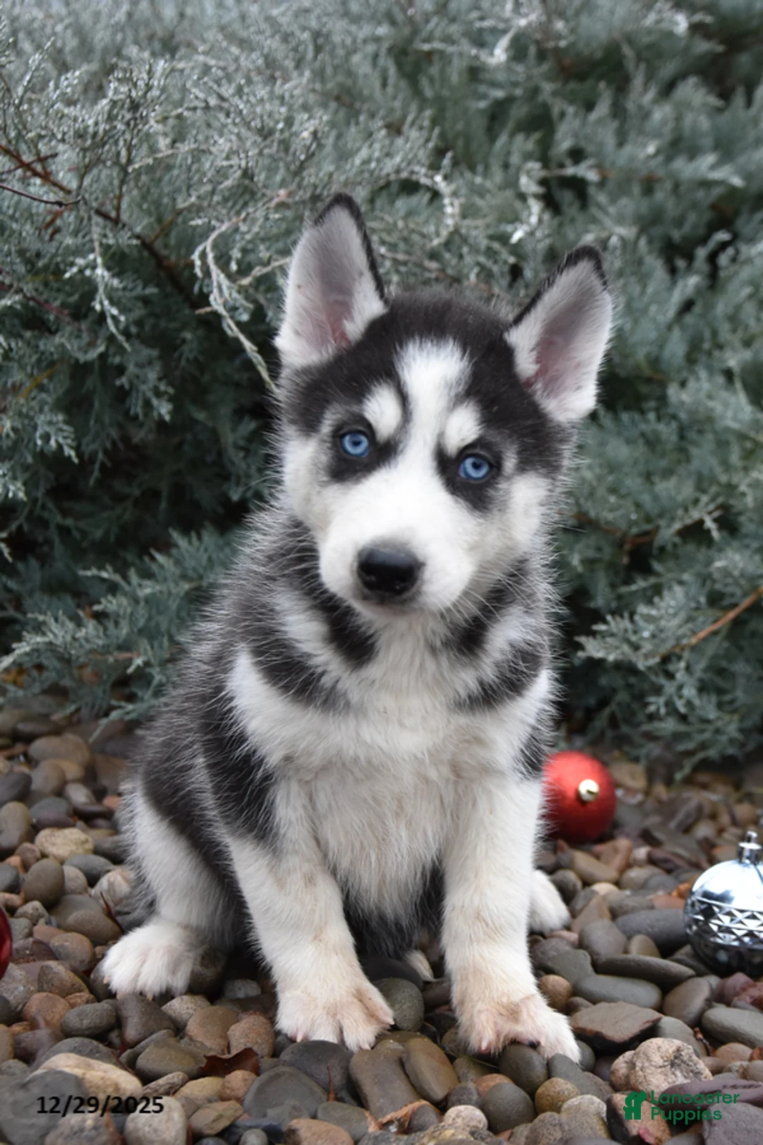 Siberian Husky dogs for sale: Flintstone - Ad 1