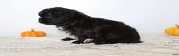 Shihpoo dogs for sale: Dark Chocolate - Ad 4