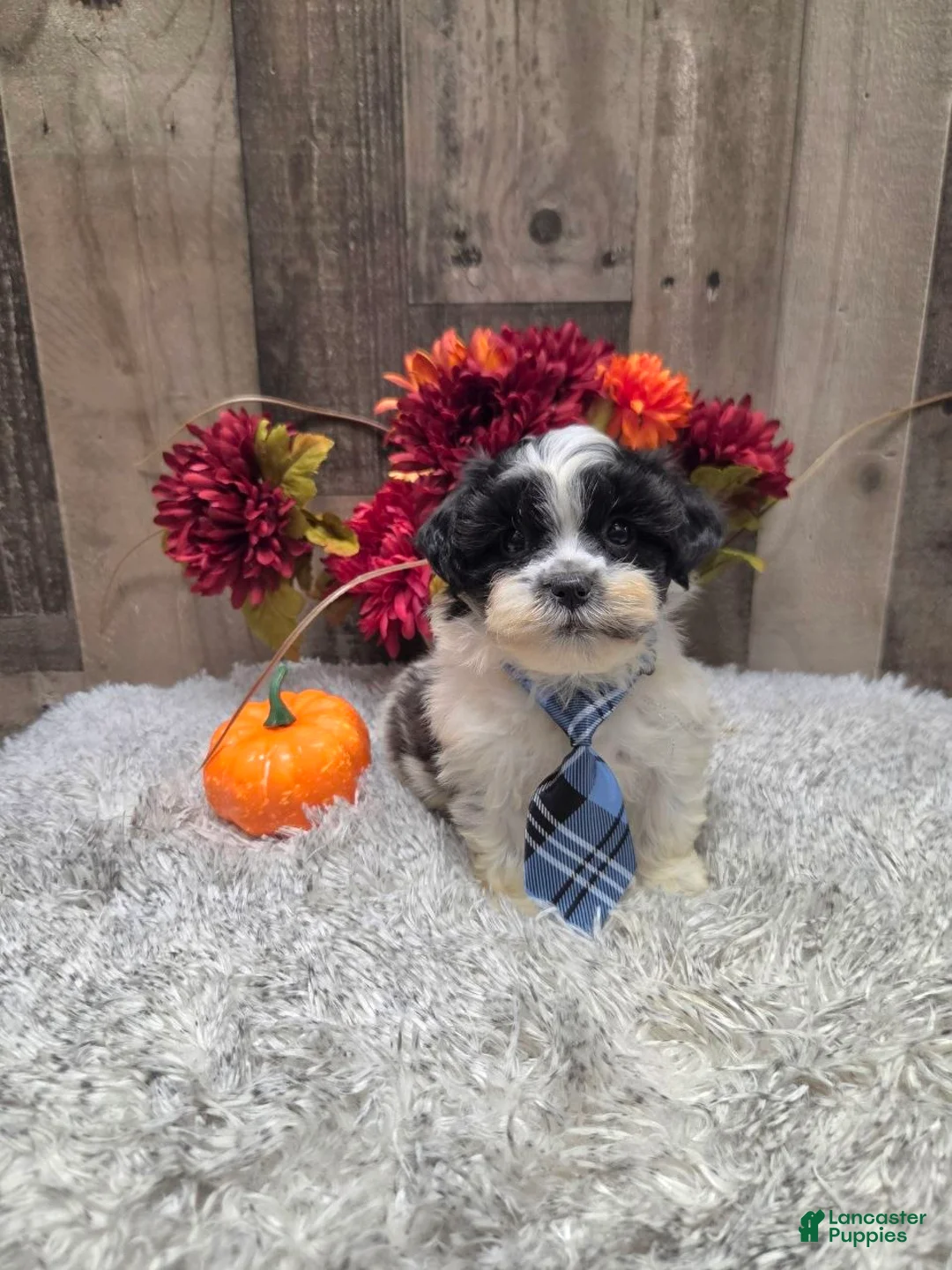 Teddy Bear dogs for sale: Alvin - Ad 2