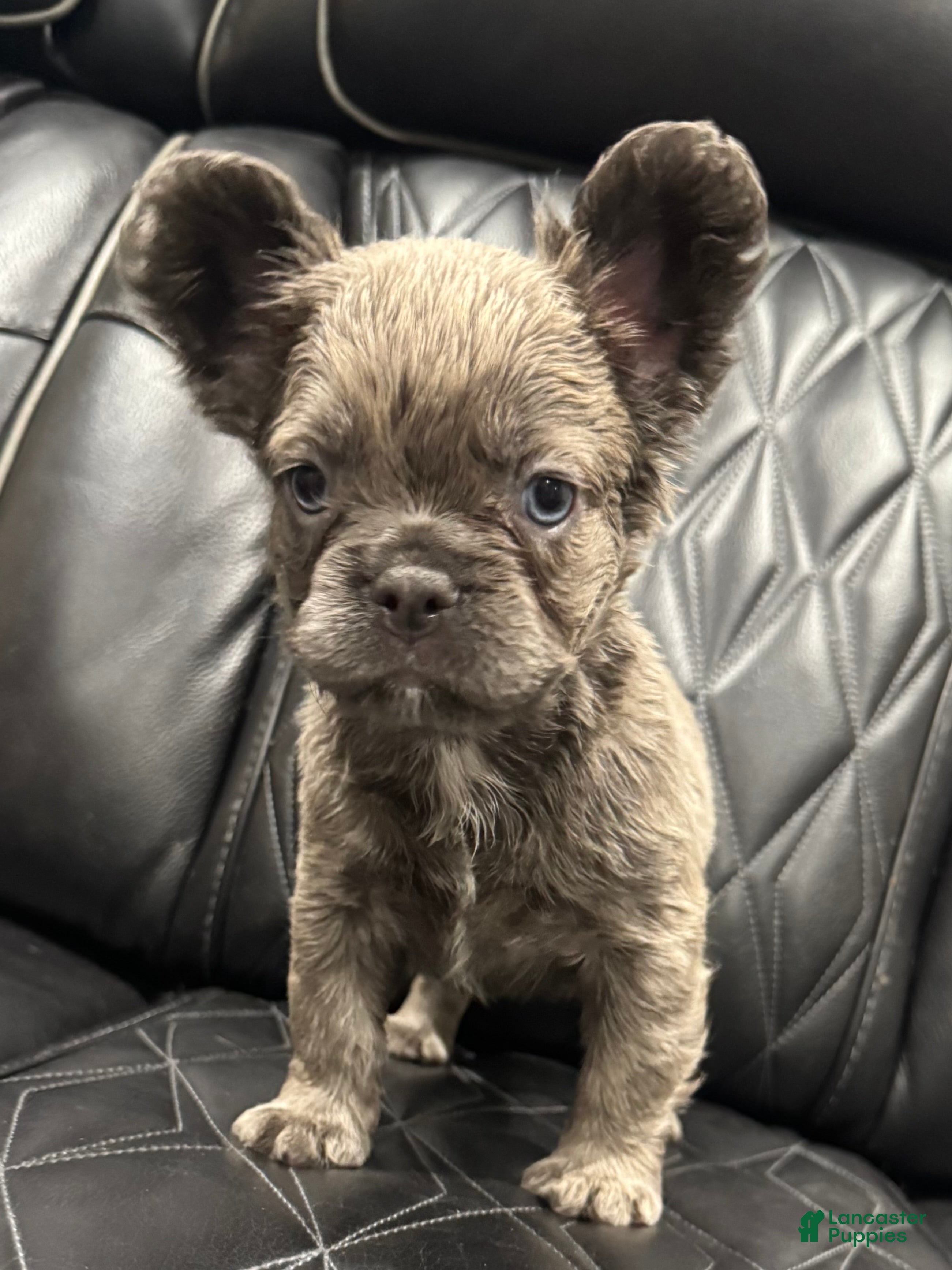 French Bulldog dogs FLUFFY ROXY - Ad 1