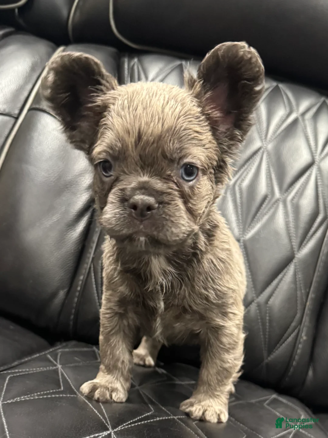 French Bulldog dogs for sale: FLUFFY ROXY - Ad 1