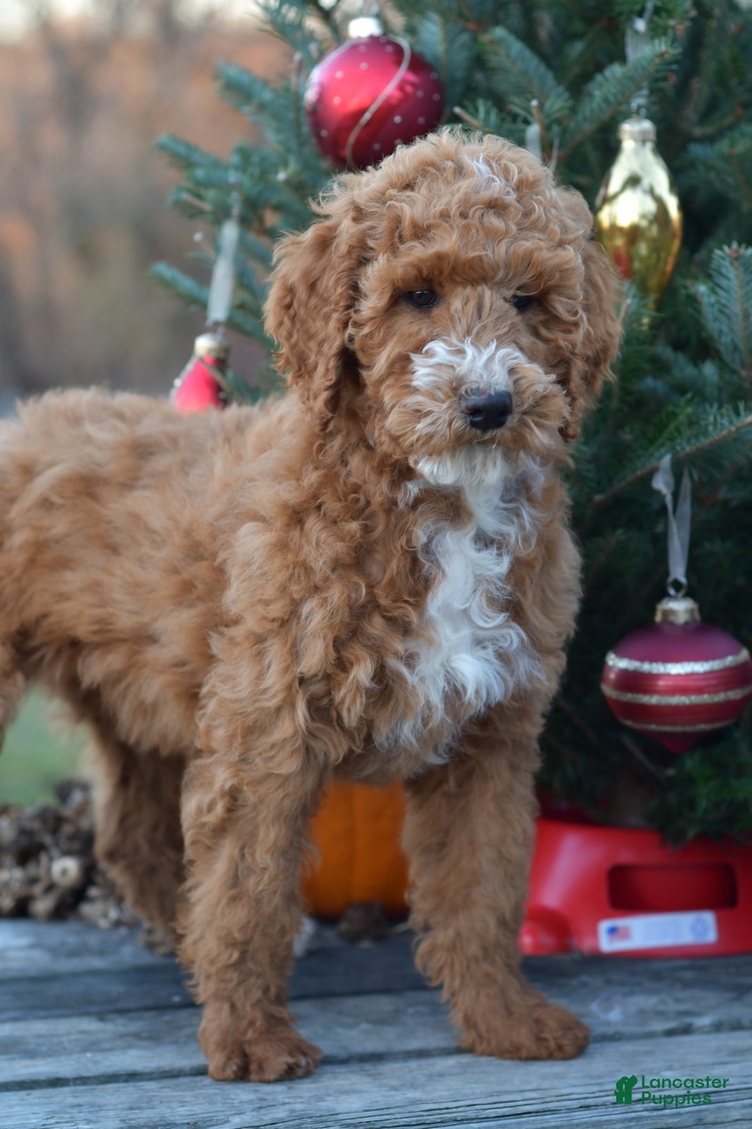Standard Poodle dogs for sale: Candy - Ad 12