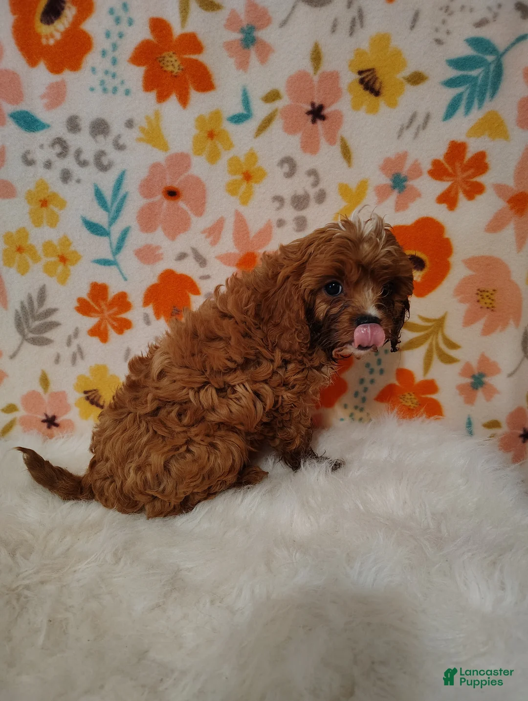 Cavapoo dogs for sale: Jasmine  - Ad 6