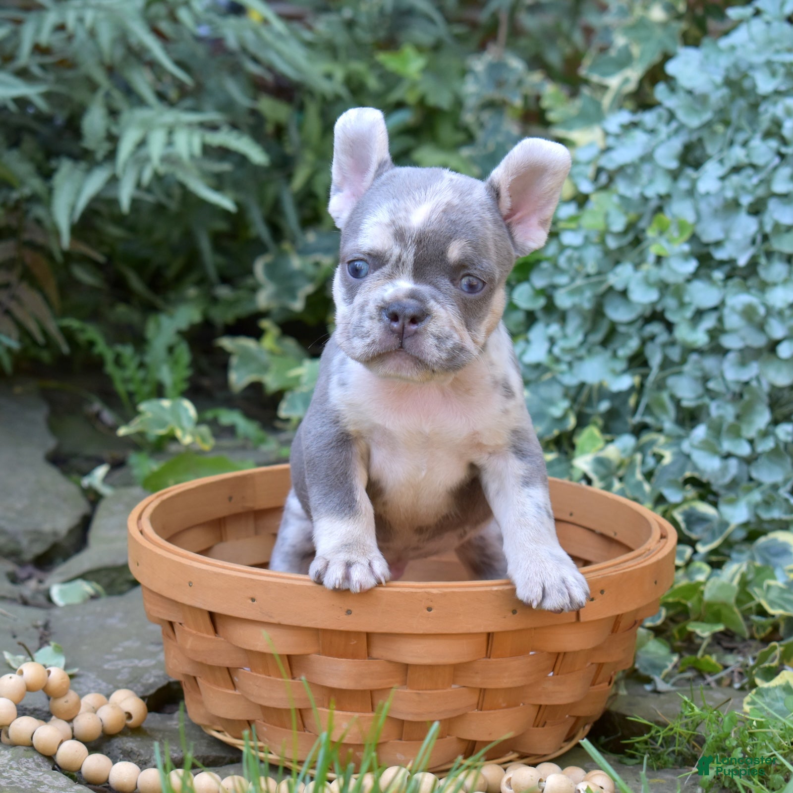 French Bulldog dogs Aspen - Ad 2