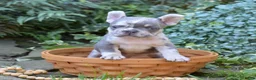 French Bulldog dogs for sale: Aspen - Ad 6