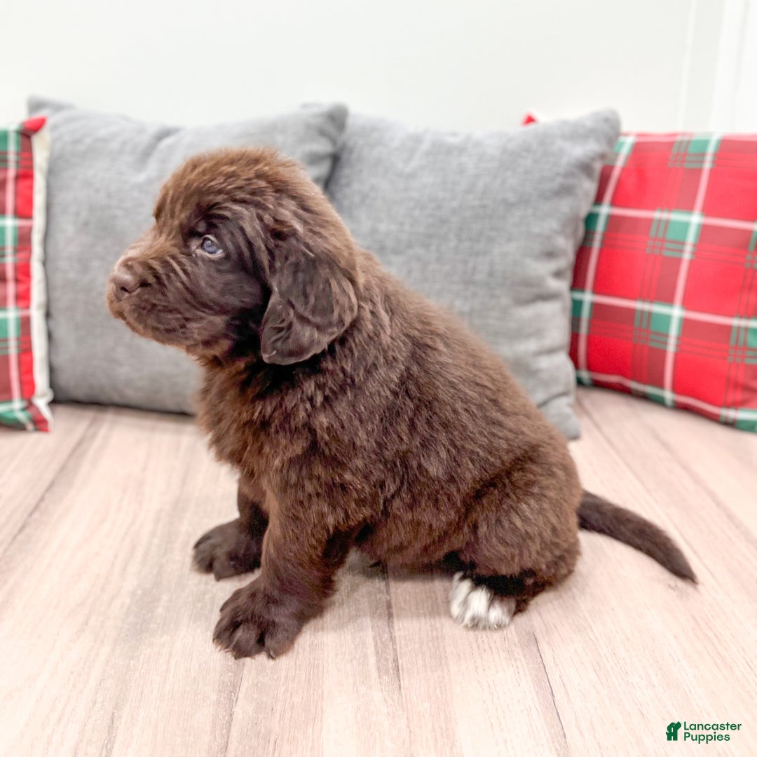 Newfoundland dogs for sale: Harper - Ad 4