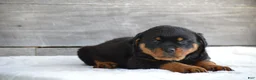 Rottweiler dogs for sale: Randy - Ad 3