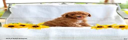 Mini Goldendoodle dogs for sale: Julie - Ad 3
