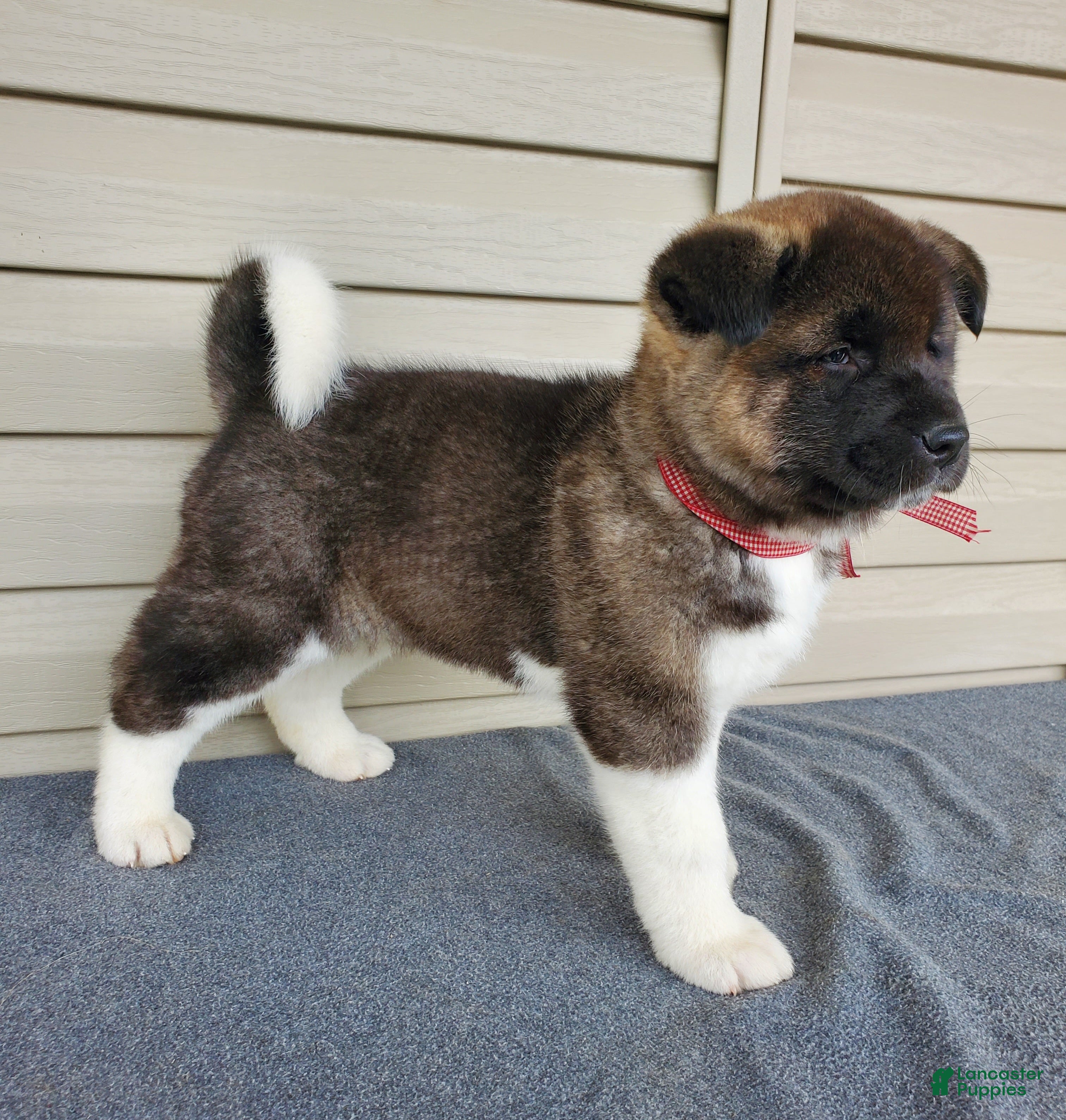 Akita dogs Amber - Ad 1