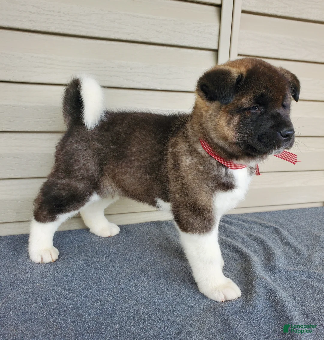 Akita dogs for sale: Amber - Ad 1