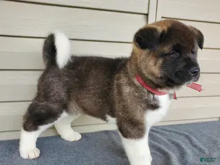Akita dogs for sale: Amber - Ad 2