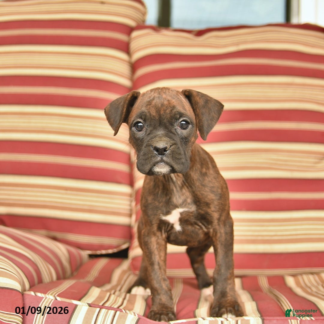 Boxer dogs for sale: Jewel  - Ad 4