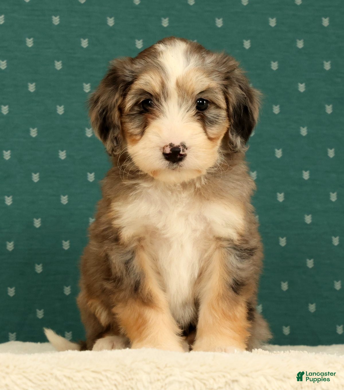 Mini Bernedoodle dogs Remi - Ad 1