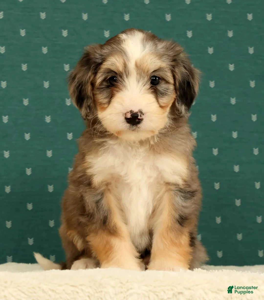 Mini Bernedoodle dogs for sale: Remi - Ad 1
