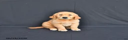 Golden Retriever dogs for sale: Jupiter - Ad 2