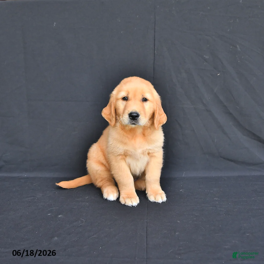 Golden Retriever dogs for sale: Jupiter - Ad 2