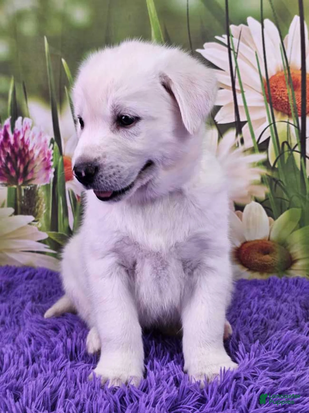 Goberian dogs for sale: Muppet - Ad 2