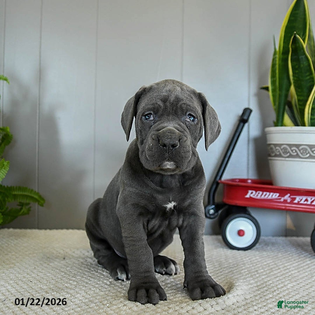 Cane Corso dogs for sale: Happy - Ad 2
