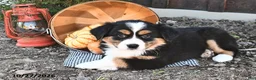 Australian Shepherd dogs for sale: Addie  - Ad 4