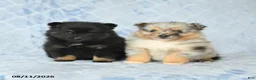 Pomeranian dogs for sale: Dexter - Ad 5