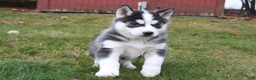 Siberian Husky dogs for sale: Bandit - Ad 1