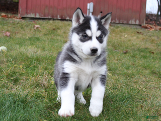 Siberian Husky dogs Bandit - Ad 25