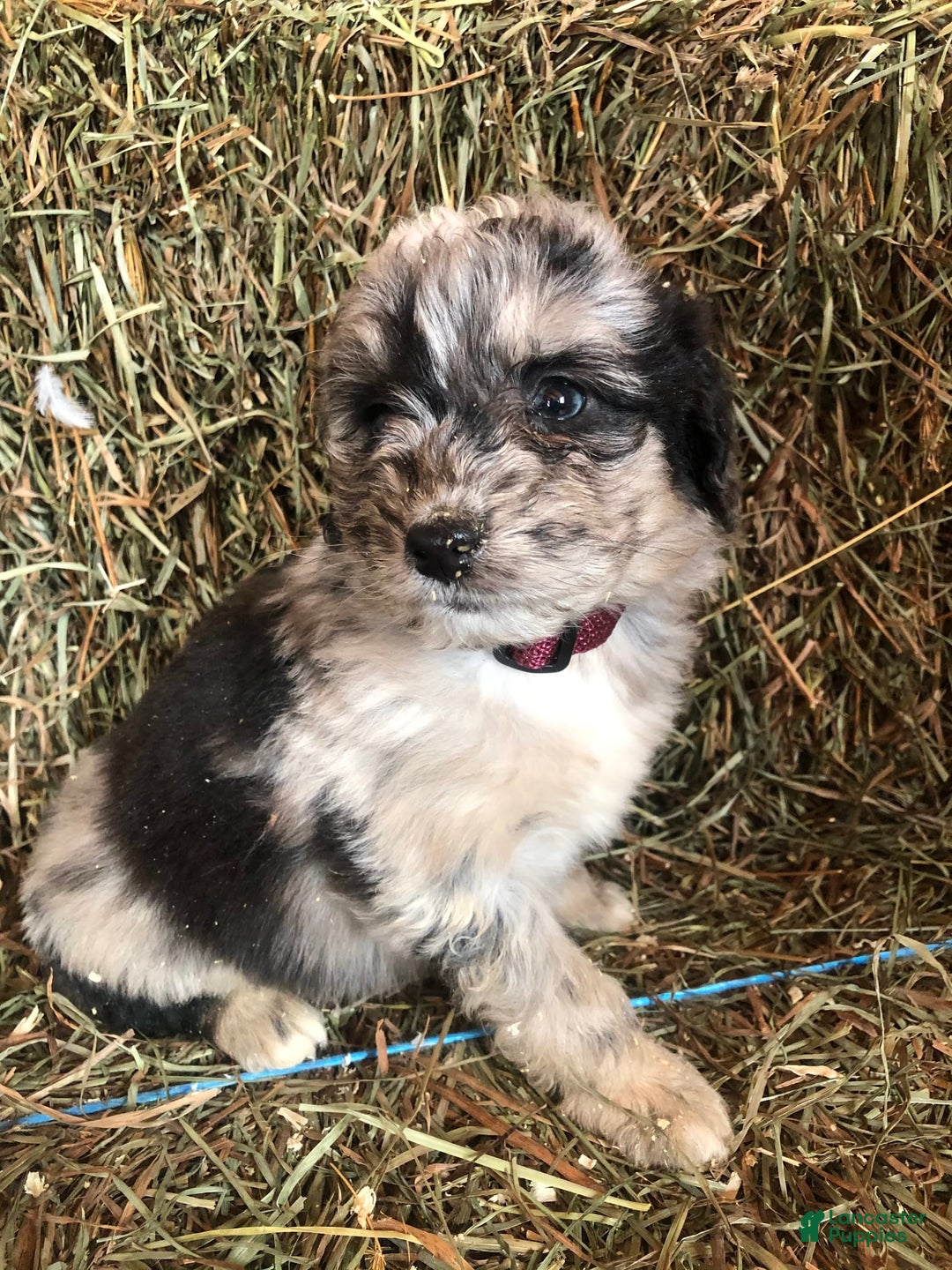 Gallery Image {{count}}