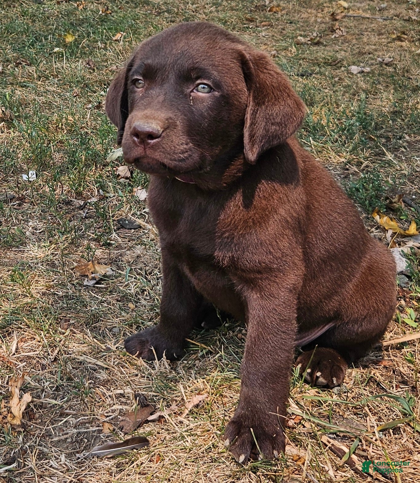 Labrador Retriever dogs Piper - Ad 1