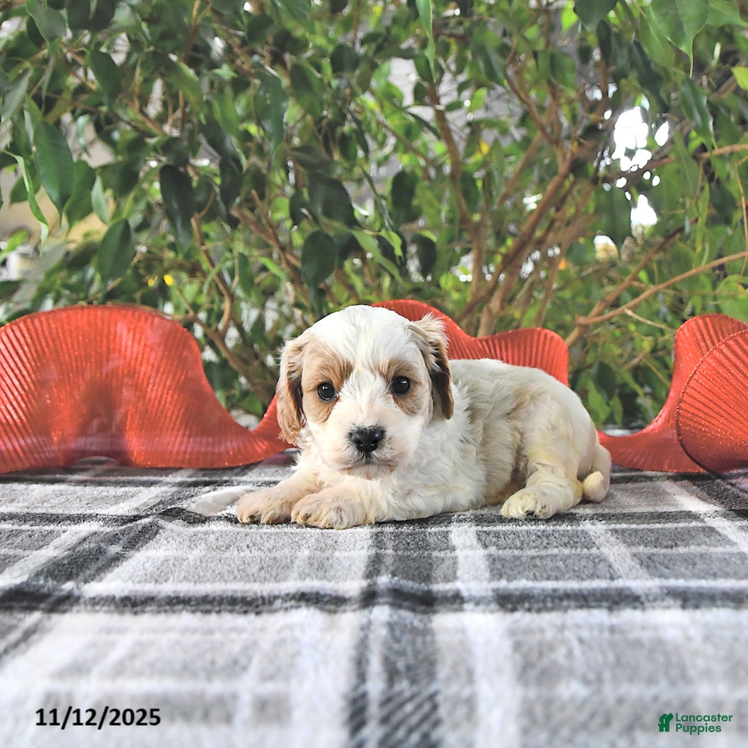 Cavapoo dogs for sale: Gage - Ad 2