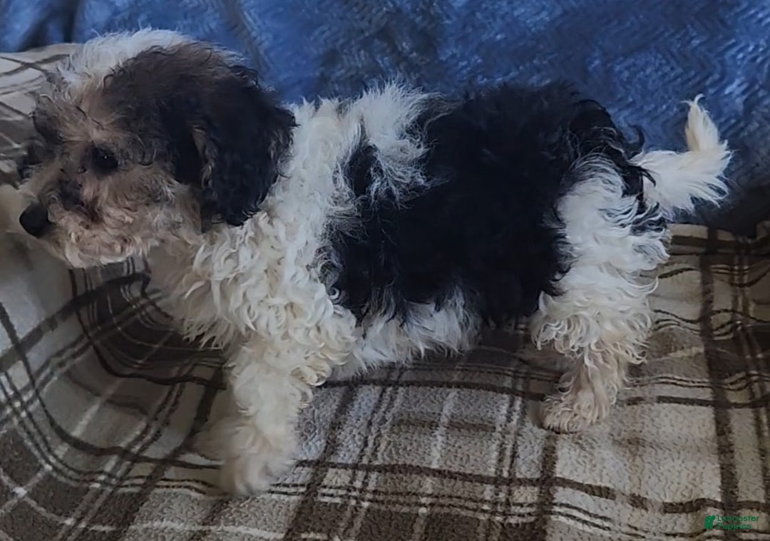 Mixed Breed dogs for sale: Max - Ad 5