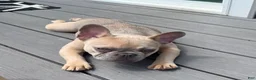 French Bulldog dogs for sale: Zina - Ad 3